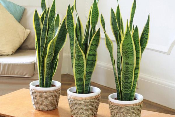 Đặt cây lưỡi hổ trong phòng ngủ, sáng đi làm gặp may chiều về nhà chồng 'cưng như trứng'
